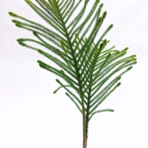 Araukarie Zweig Kunstpflanze mieten - Schmuecker Dekoration