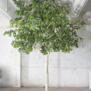 Ficus Gigant Baum Kunstpflanze mieten - Schmuecker Dekoration