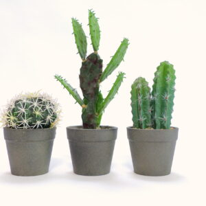 Kakteen Set Kunstpflanze mieten - Schmuecker Dekoration