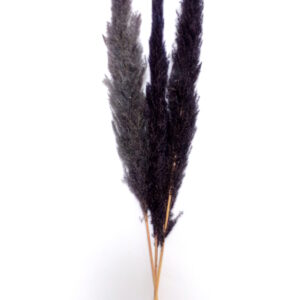 Pampasgras Schwarz Dekoration mieten - Schmuecker Dekoration