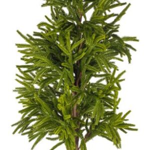 Tanne 90cm